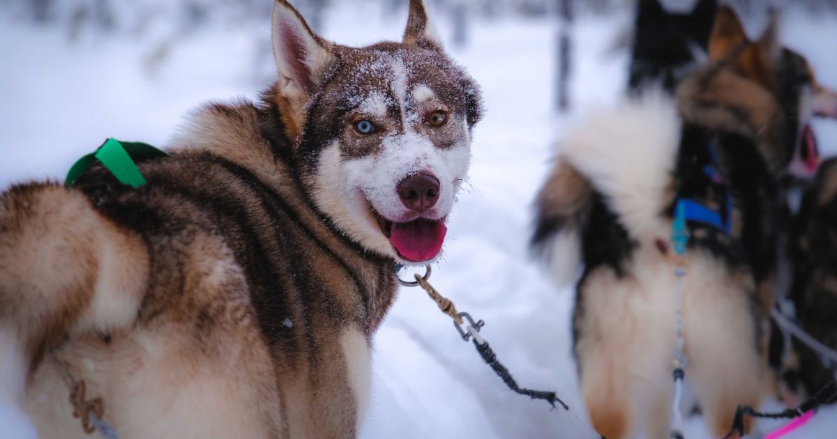 到俄羅斯旅遊很常可以見到西伯利亞哈士奇，尤其是貝加爾湖附近，如果冬天來到這裡，一定要體驗哈士奇雪橇。