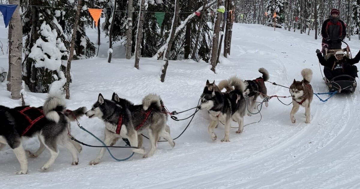 俄羅斯冬季哈士奇雪橇體驗，旅客在雪地森林中享受極地冒險