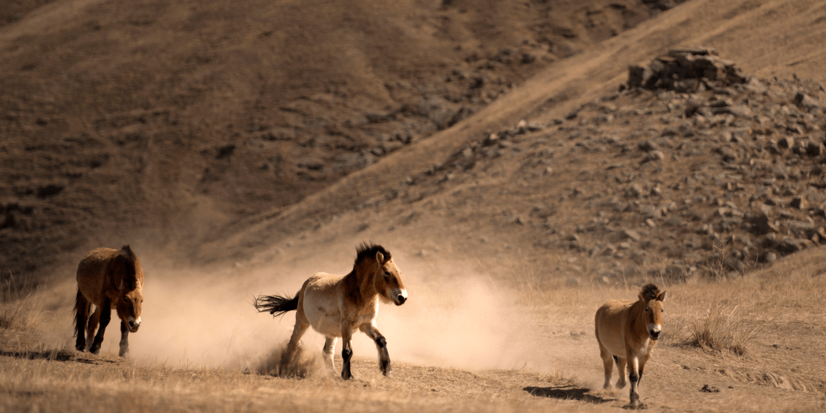 哈斯台國家公園